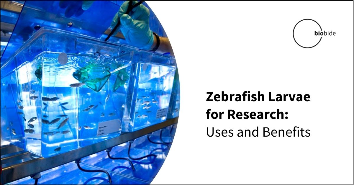 Zebrafish Larvae for Research Uses and Benefits